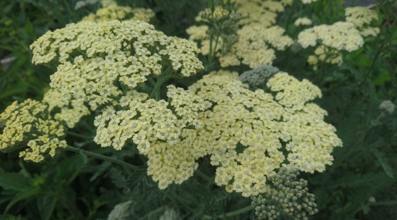 Achillea filipendulina 'Hymne' Kultakärsämö